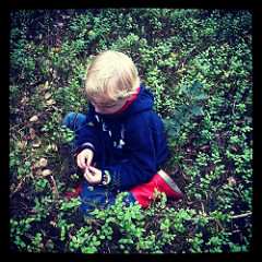 Zorg dat je kind geen ongewassen bosbessen eet