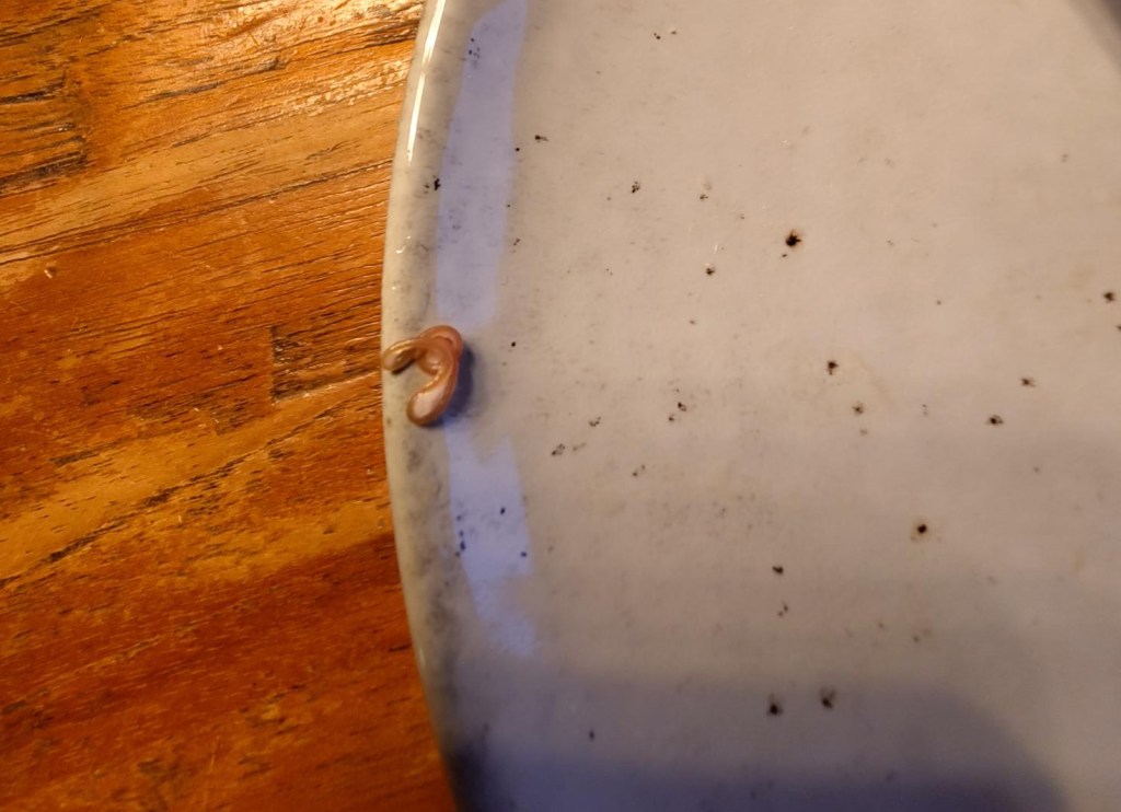 Anisakis, haringworm